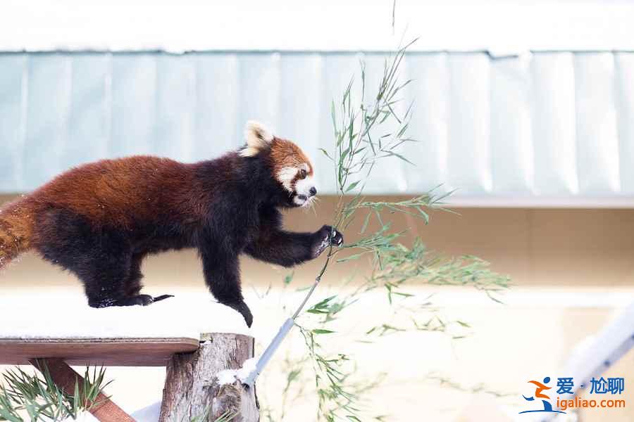 北海道旭山動物園適合帶孩子去玩嗎？帶孩子去北海道旭山動物園好玩嗎？北海道旭山動物園游玩攻略？