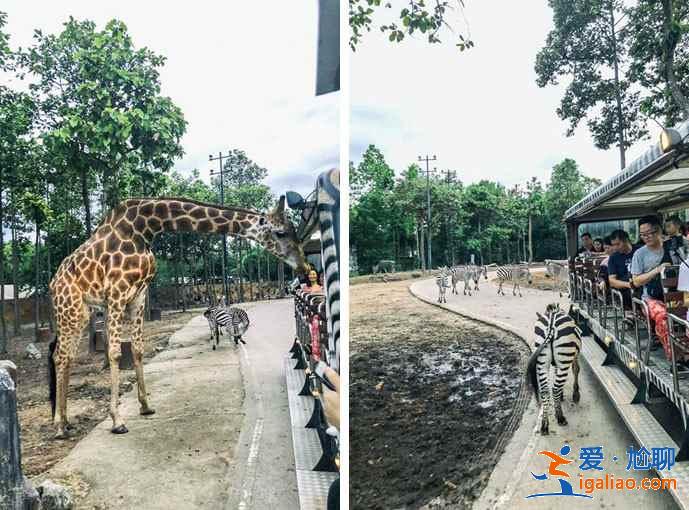 清邁什么好玩的？清邁有哪些旅游景點？清邁景點排行榜？