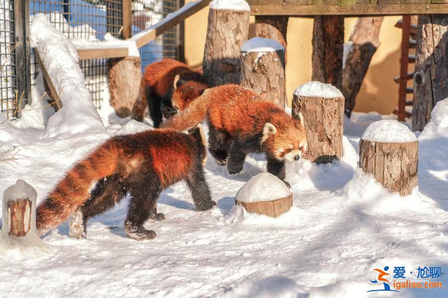 北海道旭山動物園適合帶孩子去玩嗎？帶孩子去北海道旭山動物園好玩嗎？北海道旭山動物園游玩攻略？