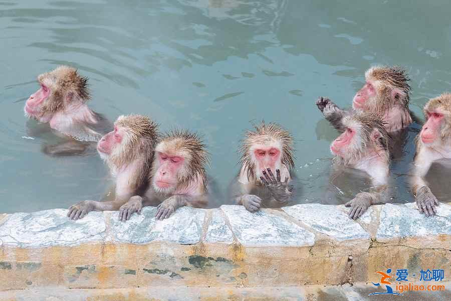 北海道函館哪里好玩,北海道函館景點推薦,北海道函館游玩攻略? 北海道函館哪里好玩,北海道函館景點推薦,北海道函館游玩攻略?