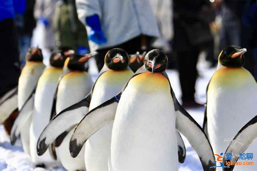 北海道親子游怎么玩，北海道親子游路線推薦，北海道親子游攻略？