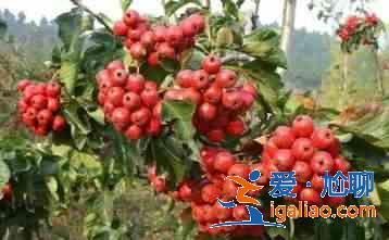 減脂食物有哪些?? 減脂食物有哪些??