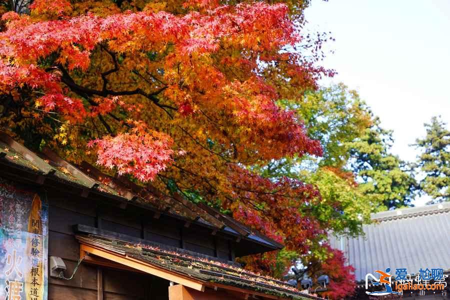 日本紅葉正當(dāng)時(shí),再不去就真的來不及了??? 日本紅葉正當(dāng)時(shí),再不去就真的來不及了???
