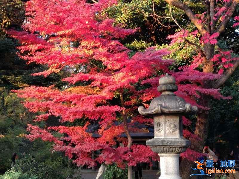 日本紅葉正當(dāng)時(shí),再不去就真的來不及了!? 日本紅葉正當(dāng)時(shí),再不去就真的來不及了???
