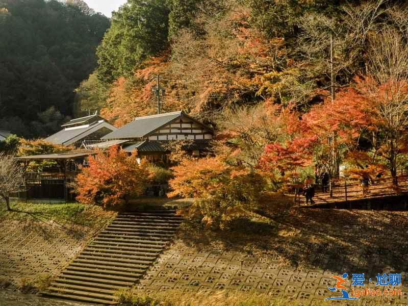 日本紅葉正當(dāng)時(shí),再不去就真的來不及了!? 日本紅葉正當(dāng)時(shí),再不去就真的來不及了!?