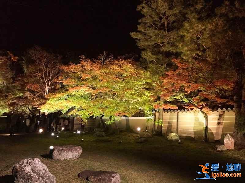 日本紅葉正當(dāng)時(shí),再不去就真的來不及了??? 日本紅葉正當(dāng)時(shí),再不去就真的來不及了???