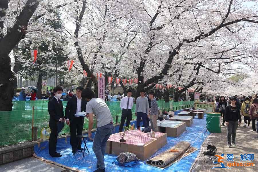 日本人賞櫻花有什么習俗？去日本賞櫻不得不知道的傳統習俗？