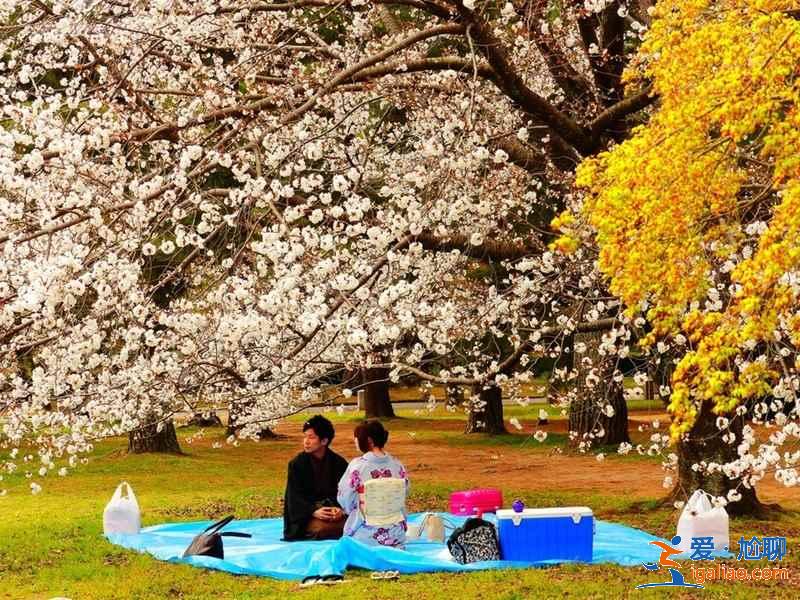 日本人賞櫻花有什么習俗？去日本賞櫻不得不知道的傳統習俗？