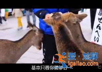 日本紅葉正當(dāng)時(shí),再不去就真的來不及了?。? alt=