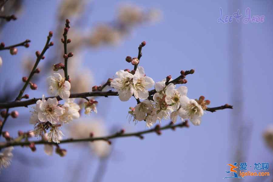 廣州冬季哪里可以賞花，廣州冬季賞花好去處，廣州冬季賞花指南？