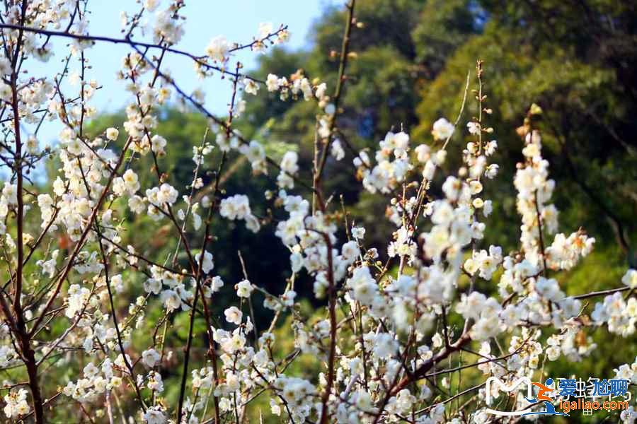廣州冬季哪里可以賞花，廣州冬季賞花好去處，廣州冬季賞花指南？