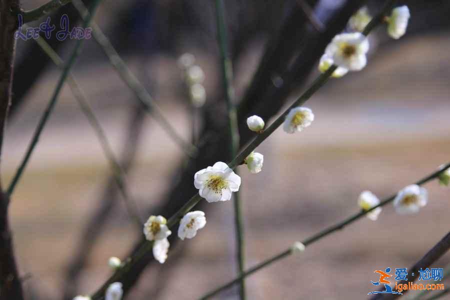 廣州冬季哪里可以賞花，廣州冬季賞花好去處，廣州冬季賞花指南？