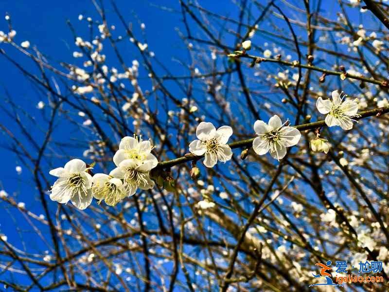 廣州冬季哪里可以賞花，廣州冬季賞花好去處，廣州冬季賞花指南？