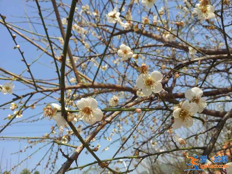 廣州冬季哪里可以賞花，廣州冬季賞花好去處，廣州冬季賞花指南？