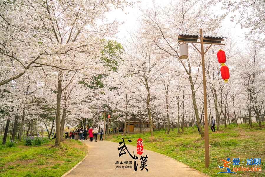 2019武漢賞櫻路線，除了武漢大學還有哪些賞櫻好去處？？