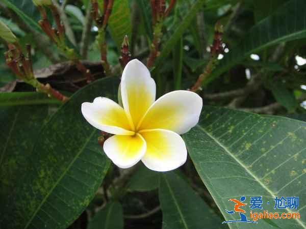 【昆明到西雙版納】昆明到西雙版納怎么走,昆明到西雙版納多少公里? 【昆明到西雙版納】昆明到西雙版納怎么走,昆明到西雙版納多少公里?