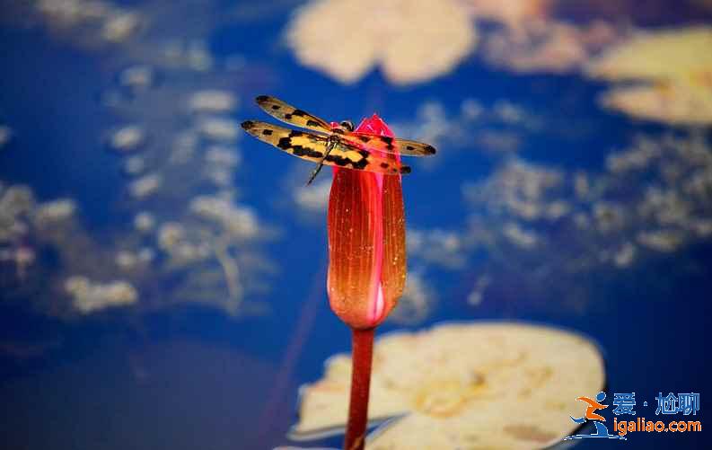 【2019深圳端午節天氣】端午節深圳天氣怎么樣，深圳端午節天氣預報？