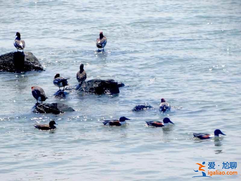 【深圳地鐵線路圖】2019深圳地鐵線路圖最新版,最新深圳地鐵線路圖? 【深圳地鐵線路圖】2019深圳地鐵線路圖最新版,最新深圳地鐵線路圖?