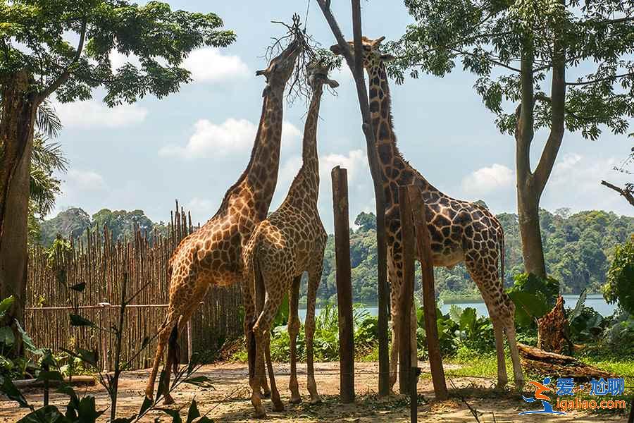 新加坡有哪些著名景點,新加坡熱門打卡景點推薦,新加坡旅游攻略? 新加坡有哪些著名景點,新加坡熱門打卡景點推薦,新加坡旅游攻略?