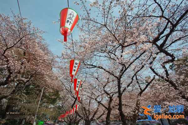 2018日本櫻花花期預測，日本東京賞櫻全攻略？
