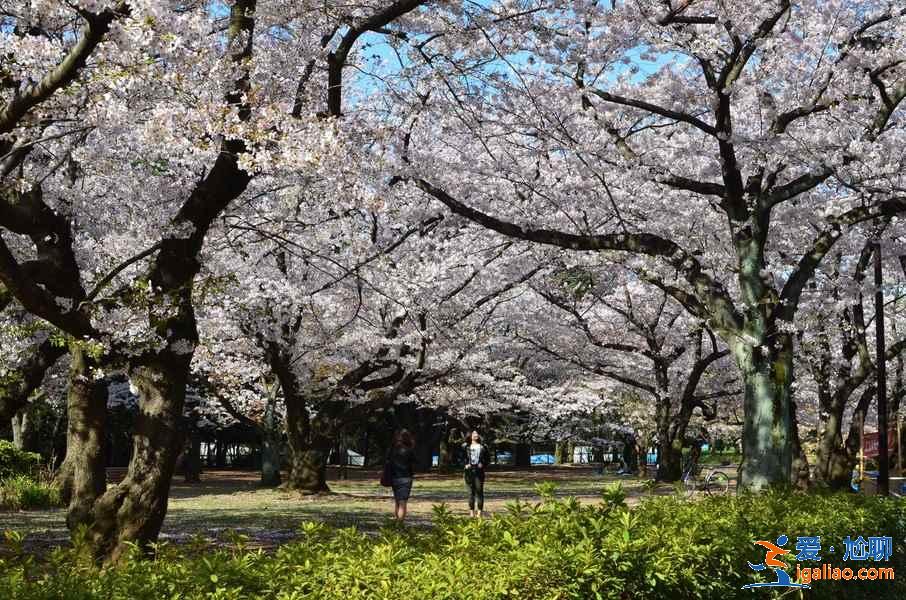 2018日本櫻花花期預測，日本東京賞櫻全攻略？