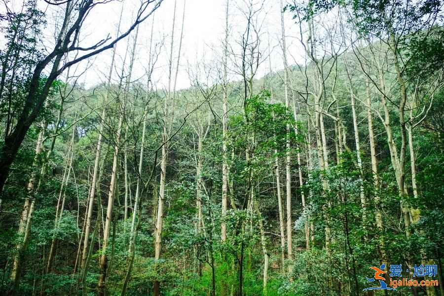 杭州九溪十八澗怎么去，杭州九溪煙樹在哪里，九溪十八澗交通路線？