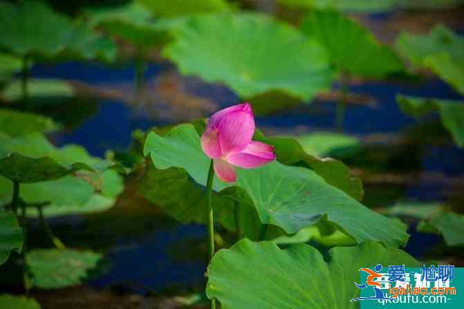 寧夏自駕游攻略及花費介紹 這份6日游路線很經典？