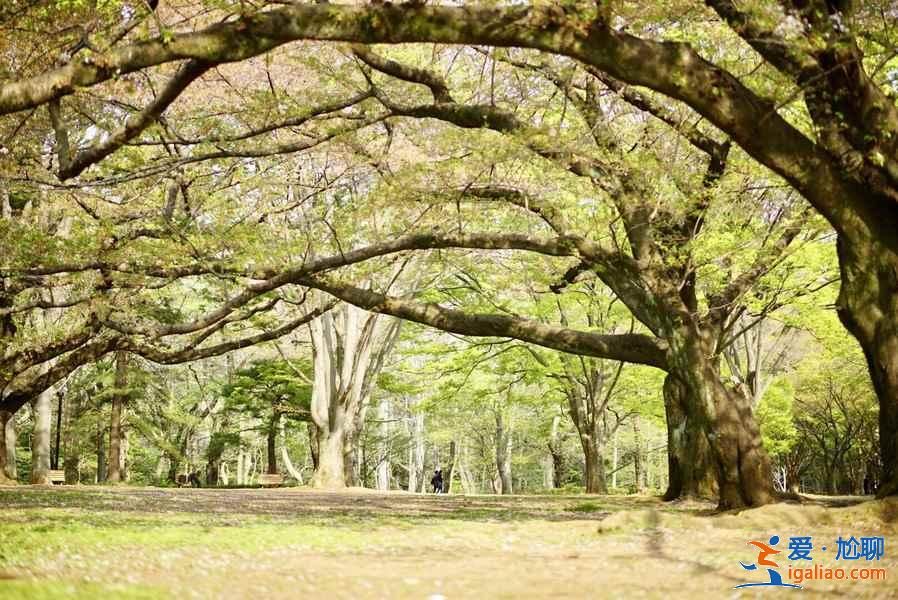 東京的公園有哪些，東京公園盤點，東京公園攻略？