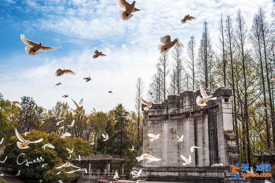 【2019南京公園年卡】2019南京公園年卡多少錢,2019南京公園年卡辦卡點? 【2019南京公園年卡】2019南京公園年卡多少錢,2019南京公園年卡辦卡點?