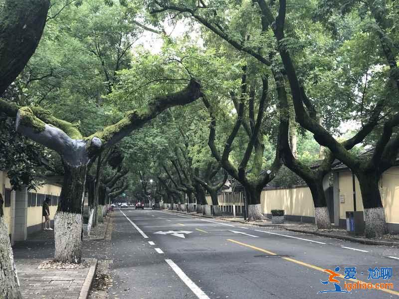 想看南京梧桐，那你絕不能錯過這三條路？