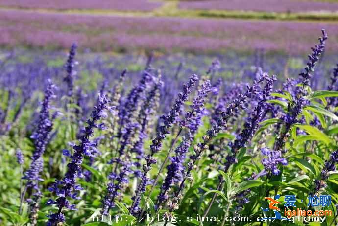 重慶薰衣草花海在哪里,重慶薰衣草莊園? 重慶薰衣草花海在哪里,重慶薰衣草莊園?