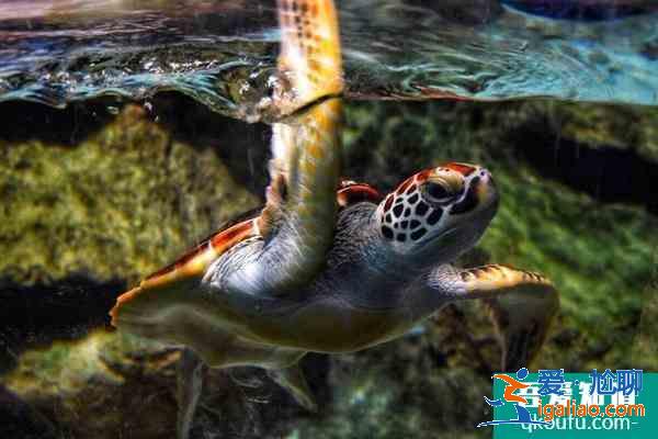 北京海洋館和海底世界哪個好玩? 北京海洋館和海底世界哪個好玩?