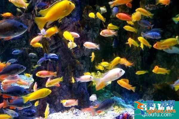 北京海洋館和海底世界哪個好玩? 北京海洋館和海底世界哪個好玩?