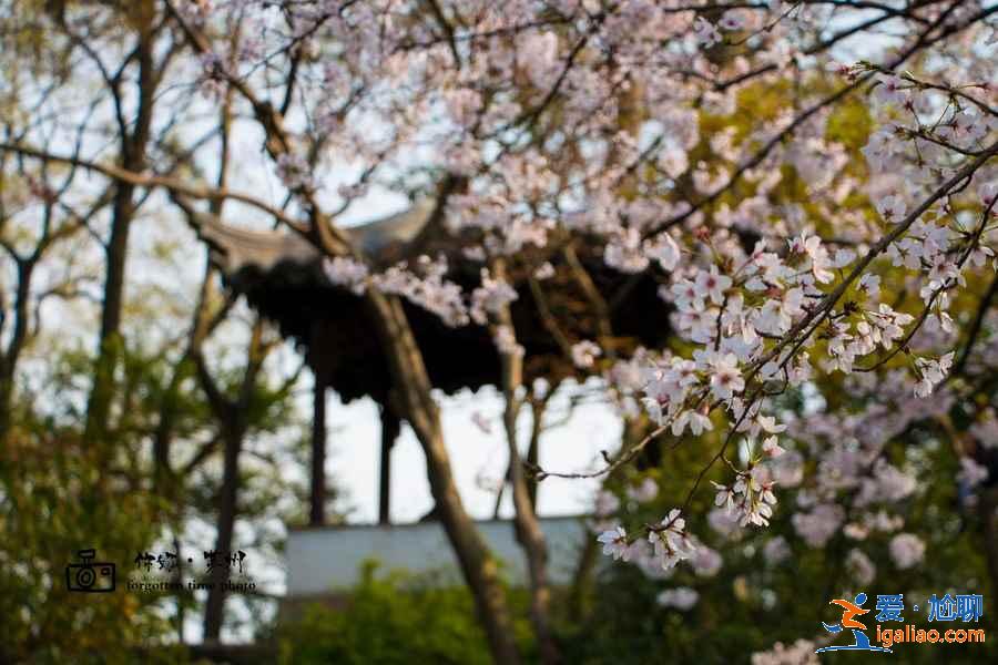蘇州賞花好去處,蘇州賞花哪里好,蘇州賞花地有哪些? 蘇州賞花好去處,蘇州賞花哪里好,蘇州賞花地有哪些?