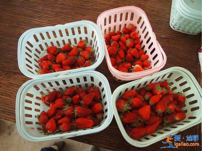 重慶春天哪里好玩，8個市內好去處？