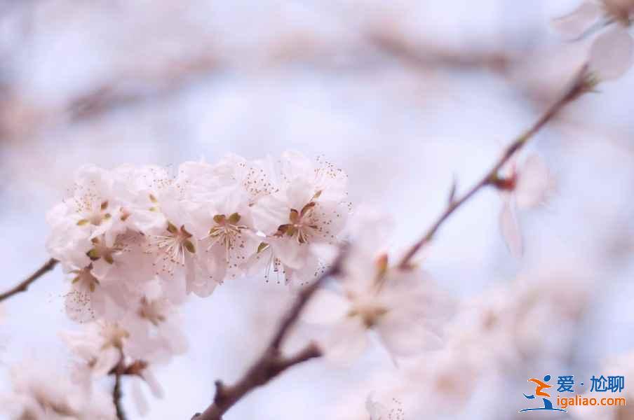 天津賞桃花推薦，天津賞桃花攻略，天津有哪些賞桃花的地方？