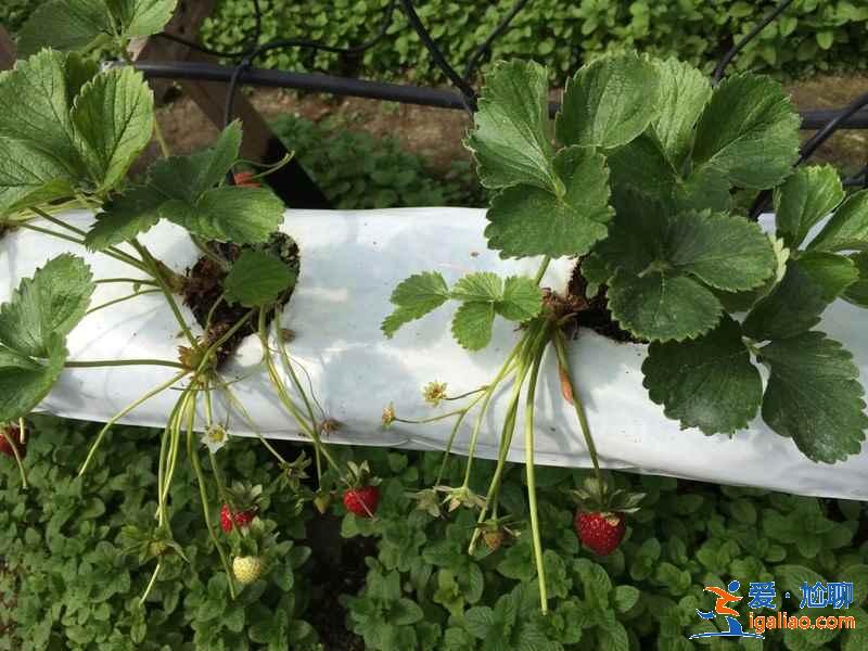 馬來西亞云頂高原玩什么，馬來西亞云頂高原必體驗(yàn)，馬來西亞云頂高原游玩攻略？