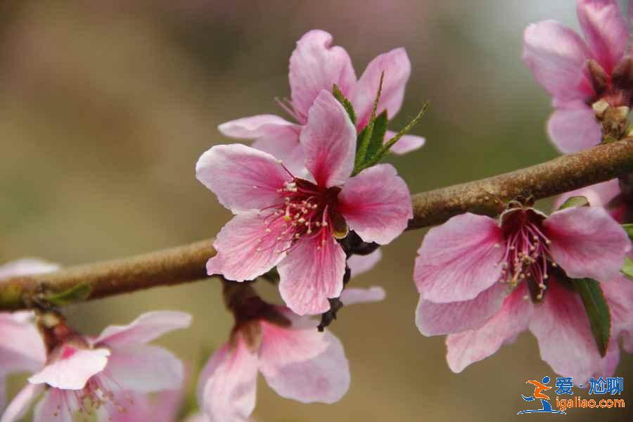 北京看桃花好去處，北京看桃花攻略，北京看桃花推薦？