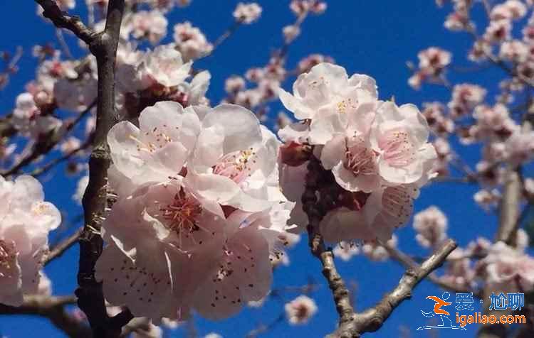 北京看桃花好去處，北京看桃花攻略，北京看桃花推薦？