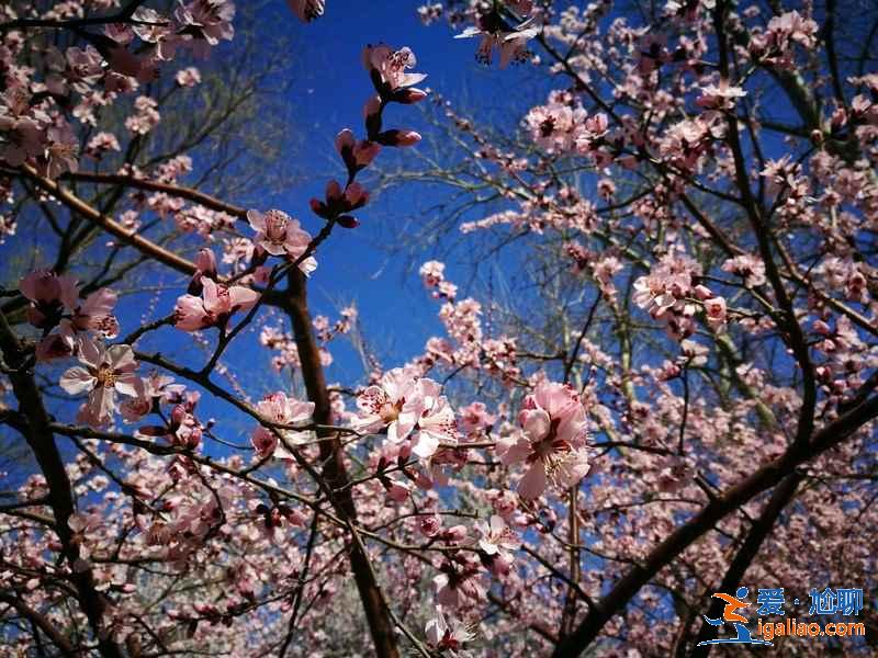 北京看桃花好去處，北京看桃花攻略，北京看桃花推薦？