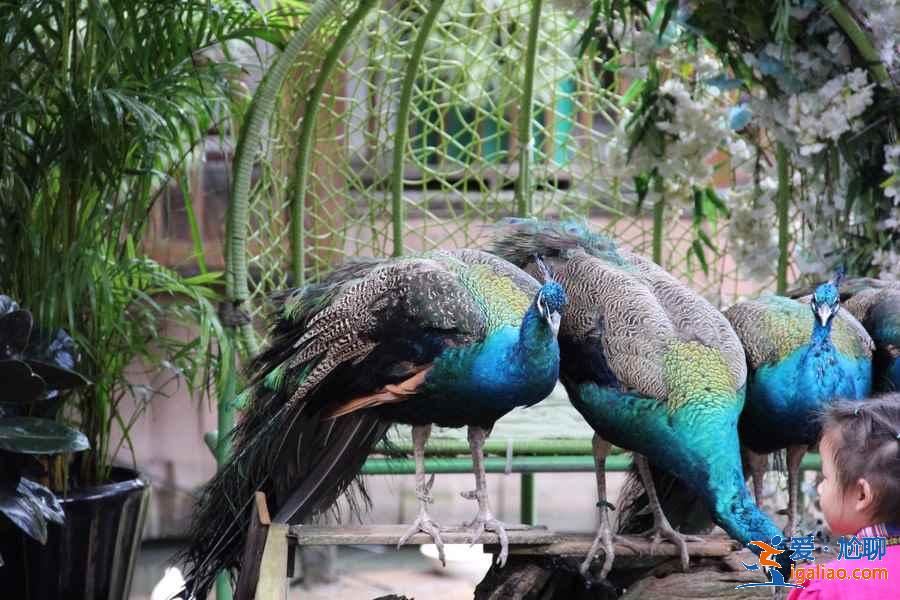 西雙版納網紅景點有哪些,西雙版納網紅景點攻略? 西雙版納網紅景點有哪些,西雙版納網紅景點攻略?