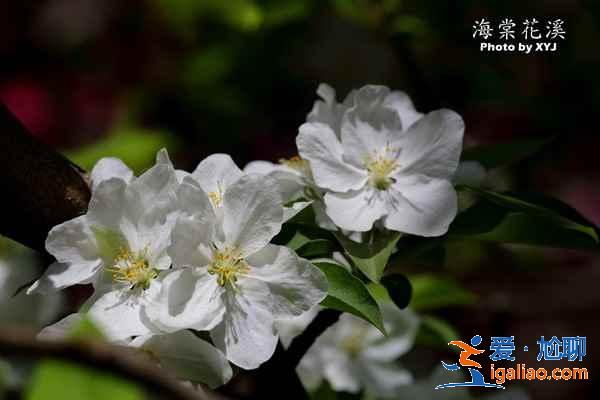 2017北京春季去哪里賞花？北京春季賞花攻略（含：櫻花、梨花、桃花、牡丹、丁香、海棠）？