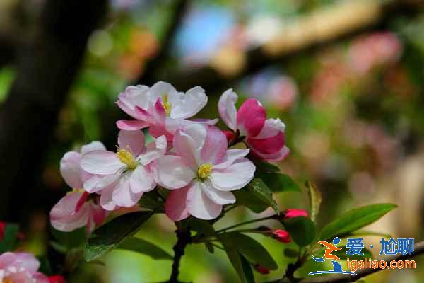 2017北京春季去哪里賞花？北京春季賞花攻略（含：櫻花、梨花、桃花、牡丹、丁香、海棠）？