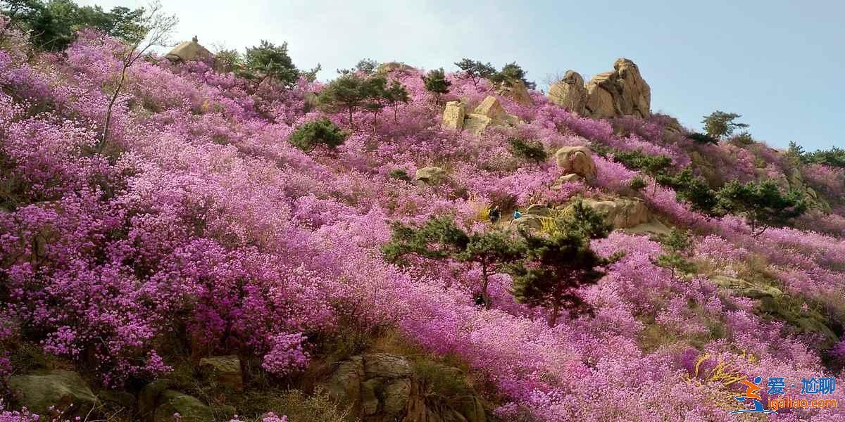 青島春季賞花有什么推薦，青島春季都有哪些花，青島最佳賞花地推薦？