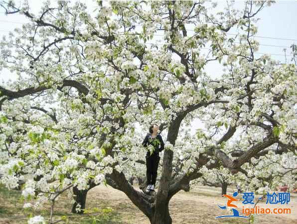 2017北京春季去哪里賞花？北京春季賞花攻略（含：櫻花、梨花、桃花、牡丹、丁香、海棠）？