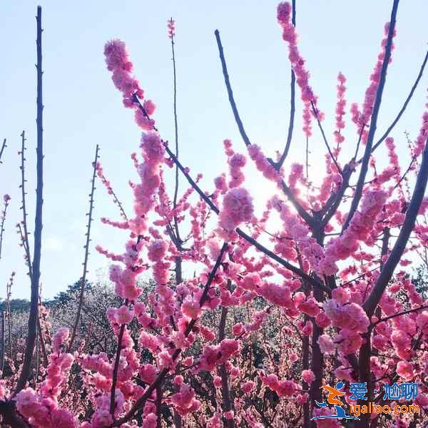 青島春季賞花有什么推薦，青島春季都有哪些花，青島最佳賞花地推薦？