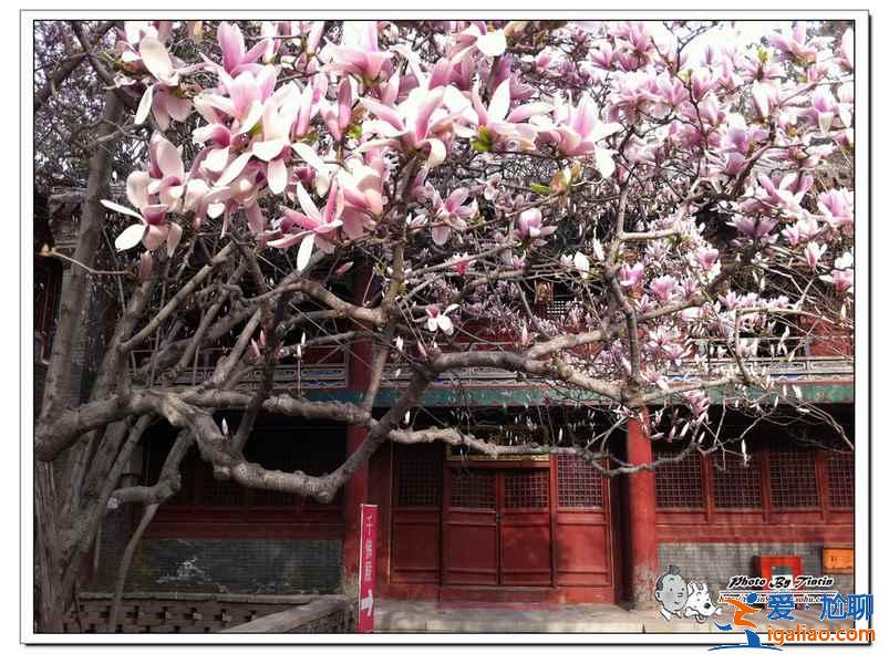 2017北京春季去哪里賞花？北京春季賞花攻略（含：櫻花、梨花、桃花、牡丹、丁香、海棠）？
