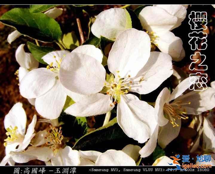 2017北京春季去哪里賞花？北京春季賞花攻略（含：櫻花、梨花、桃花、牡丹、丁香、海棠）？