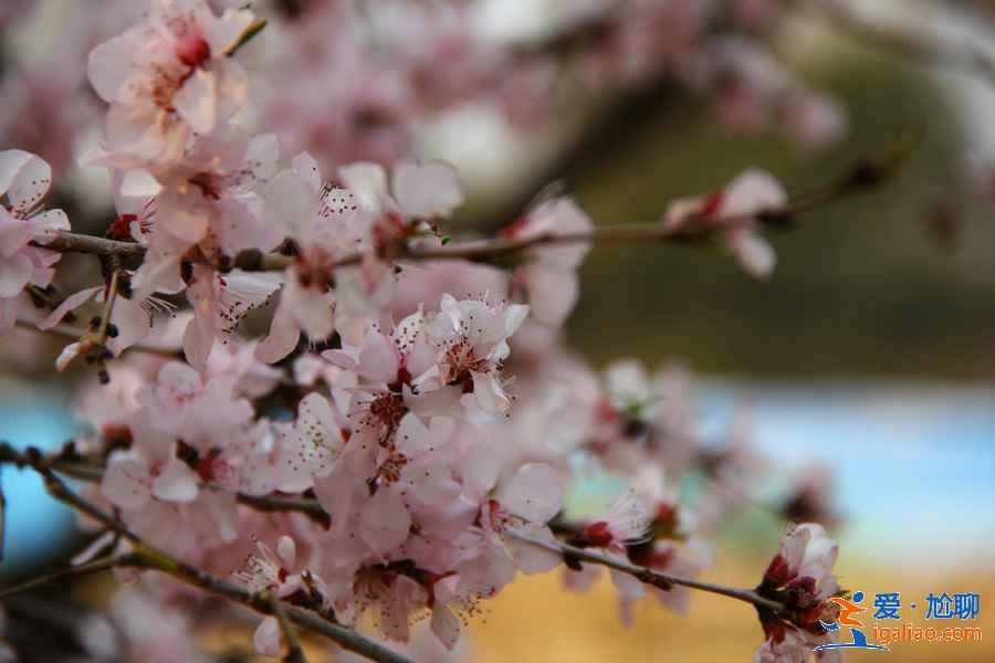 2017北京春季去哪里賞花？北京春季賞花攻略（含：櫻花、梨花、桃花、牡丹、丁香、海棠）？