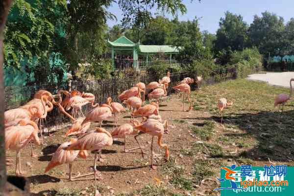 秦皇島野生動物園門票多少一張?本市戶口有沒有優(yōu)惠嗎?？